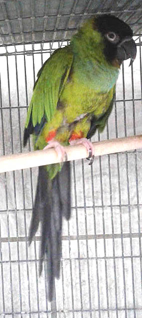 Nanday conure