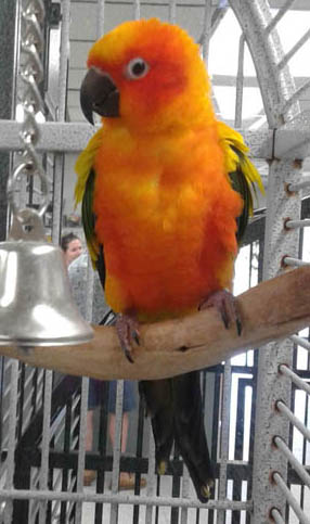Sun conure